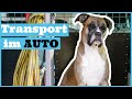 Den Hund im Auto sicher transportieren – so geht’s! l Reisen mit Hund l Transportbox & Co.