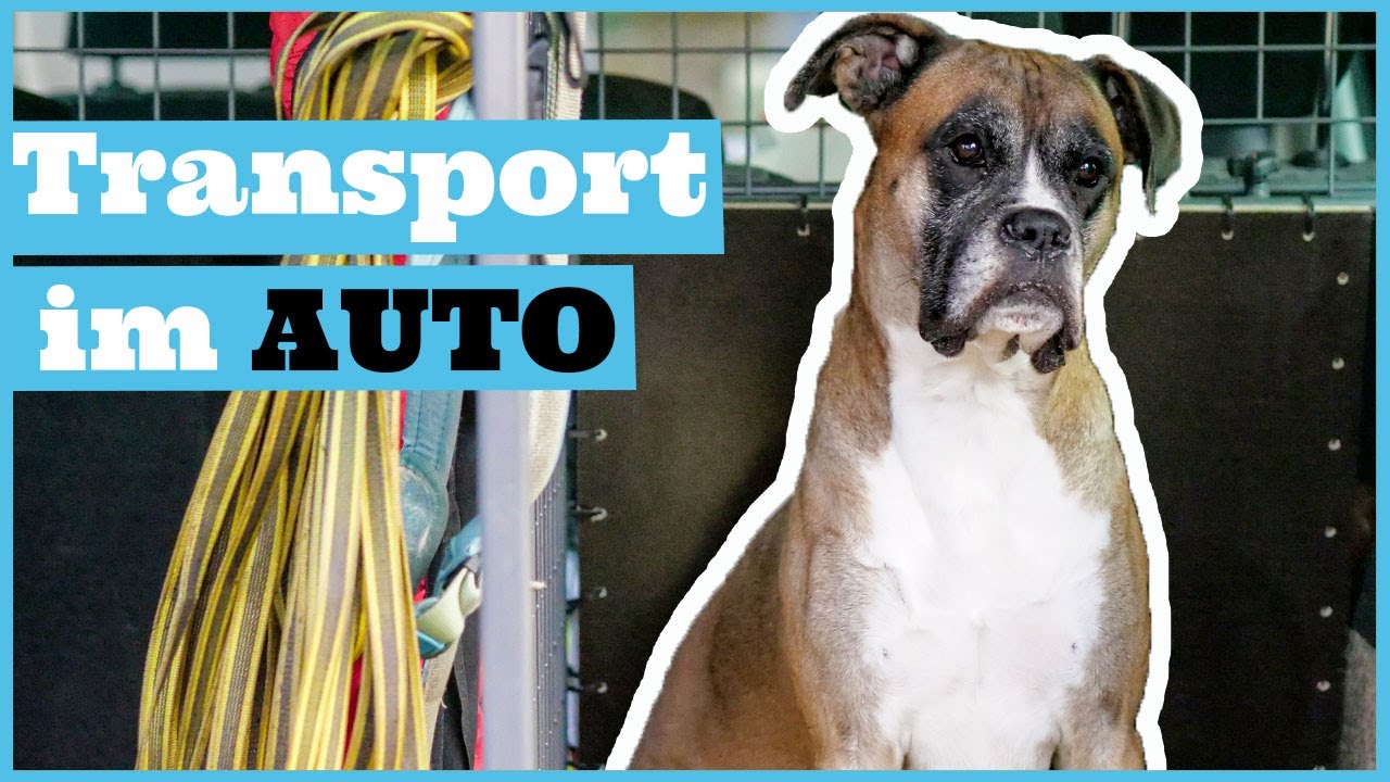 Hund im Auto sicher transportieren / Reisen mit Hund - Transportbox & Co.