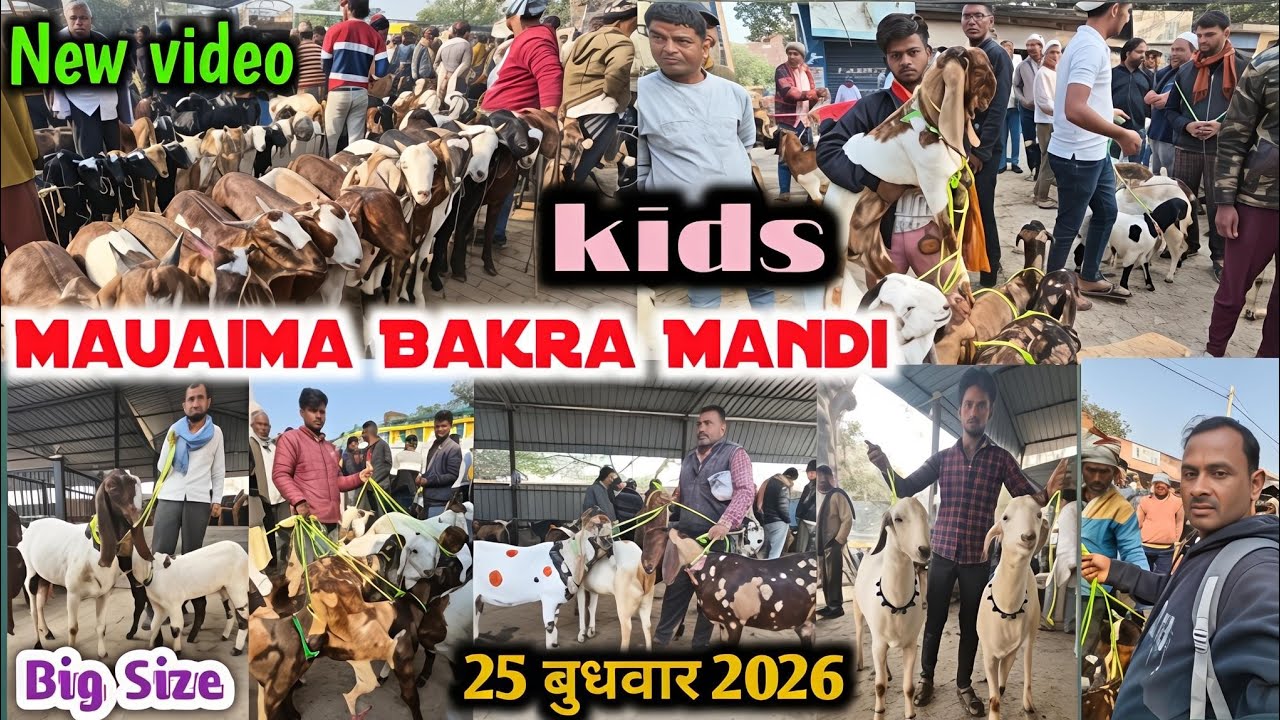 देसी कट्टू का माल सस्ते रेट में मऊ आइमा बकरा मंडी प्रयागराज Mauaima Bakra Mandi Up  #bakramandi#goat