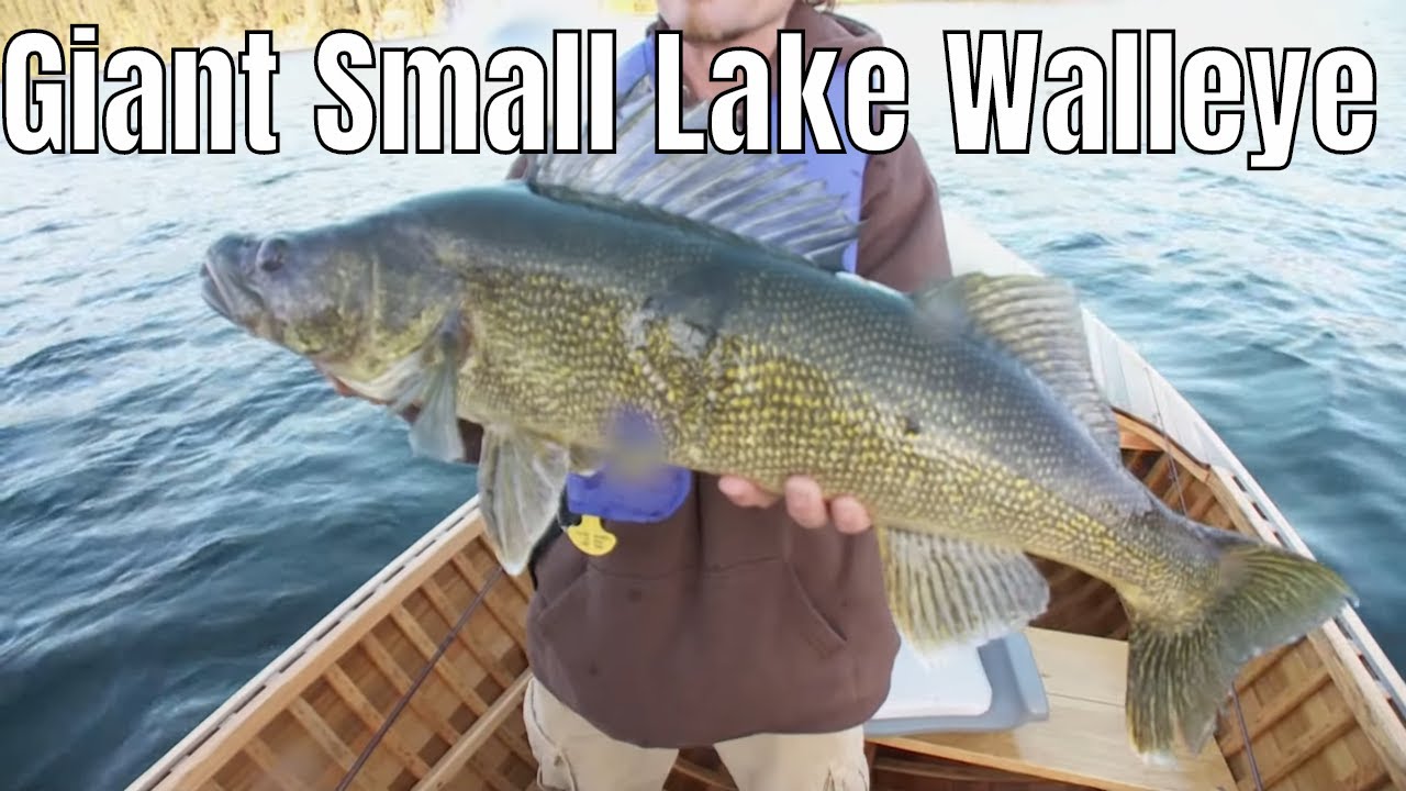 Giant Small Lake Walleye