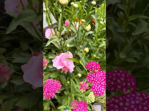 Happy 1st Day Of SUMMER Time To GROUND Time To GROW Time To HEAL Inspiration Energy Healing