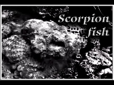 Видео: Scorpionfish (морски мушак) - страхотен обитател на дълбокото море