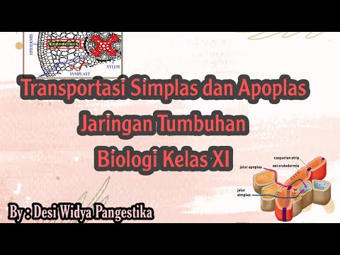 Transportasi Simplas dan Apoplas | Jaringan Tumbuhan | Biologi Kelas XI
