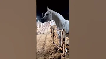 صوت صهيل الخيل العربي الاصيل 