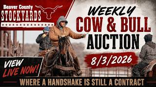 8/3/2026 - Cow & Bull Auction - Beaver County Stockyards