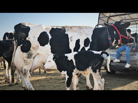 سوق البقر اليوم في معرةمصرين بقر حليب ٣٠كيلو هبوط اسعار اللحم بتاريخ 10 23لتواصل 0997192642