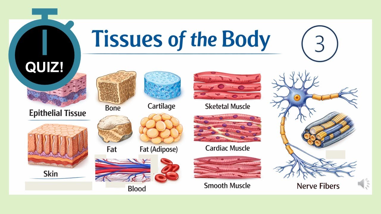 Tissues of the body - Part 3 - YouTube