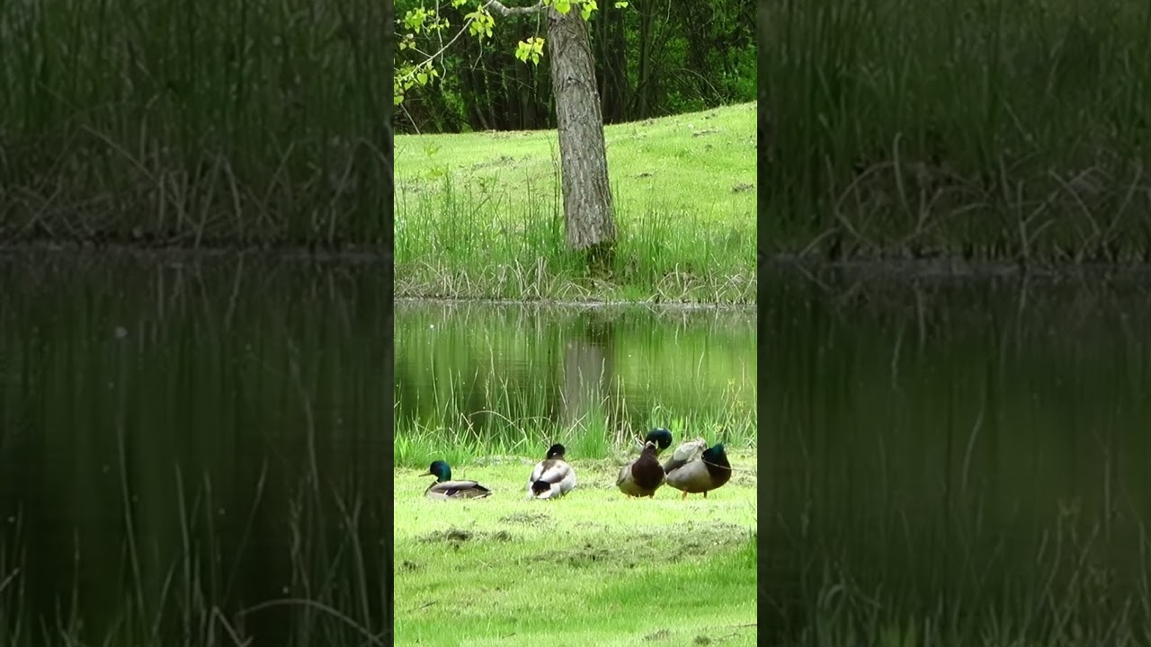 Four male mallard ducks relaxing by the pond