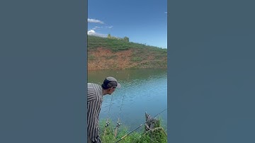 Câu cá rô phi bằng mồi giun #fishing #shorts