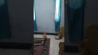 Download Lagu Kucing kaget 😁 #music 🗿🗿 MP3