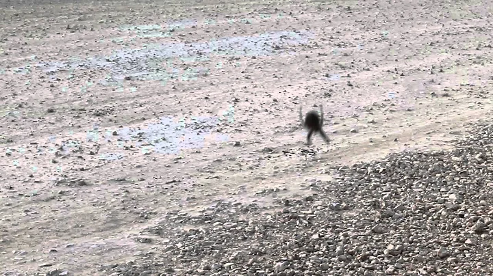 Hector trying to fix his web