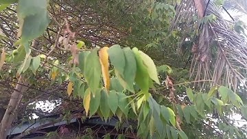 SHELVI INDRIANI [241430746] TUGAS ANATOMI TUMBUHAN "PROSES PENGGURURAN DAUN"