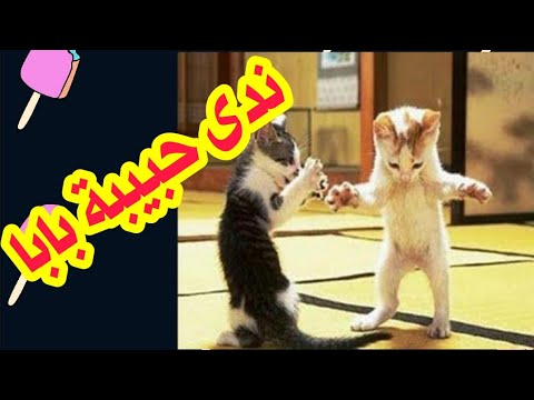 ندى حبيبه بابا