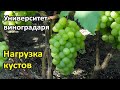 17. Нагрузка кустов винограда и регулировка урожая винограда