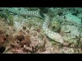 Sharptail Eel