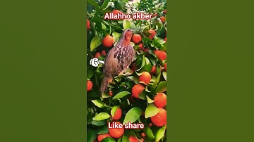 #القران_الكريم #تلاوه_خاشعه #قال رب انیی ظلمت نفسی #الشيخ محمود الشحات ##المصحف #foryou