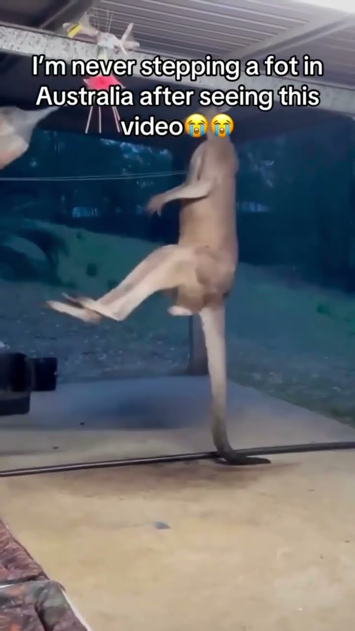 Kangaroooo kun was practicing wilding out they just like man let’s turn this up a notch