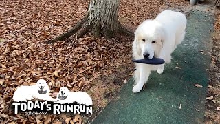 イタズラがバレたので更にイタズラをかぶせるアラン　Great Pyrenees　グレートピレニーズ