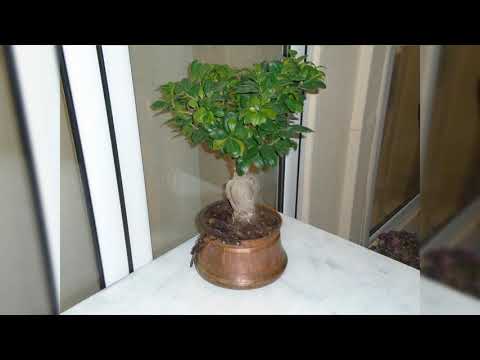 ქართული სამზარეულო საბერძნეთში, თესალონიკი.