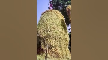 #SHORTS CHẤT ĐỐNG RƠM THỜI XA XƯA #KHANH NGUYEN CUỘC SỐNG ĐỨC