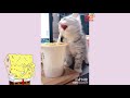 「絶対に笑う」あり得ないことをする犬★おもしろい犬のハプニング, 失敗画像集 #34