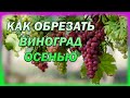 ОБРЕЗКА ВИНОГРАДА ОСЕНЬЮ. Как обрезать виноград осенью. Как пригнуть лозы к земле. Виноградарство.