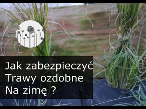 Wideo: Jakie Rodzaje Traw Gazonowych Są Mrozoodporne I Zielone Zimą?