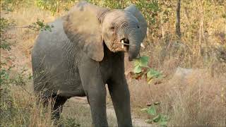 Elephants for Children Learn All About Elephants   FreeSchool online video cutter com 1