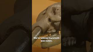 The dinner party where they ate mammoth
Legend says that a dinner party in 1951 served woolly mammoth stew. We investigated to find out the truth. (Spoiler alert: it wasnt.) The dinner party where they ate mammoth
