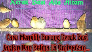Cara Memilih Burung Kerak Basi Alis Hitam Di Ombyokan