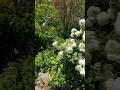 #GardenTour: Lake Lure Flowering Bridge - Part 2