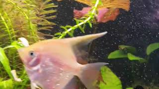 Мое Первое Видео Aquawoman