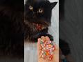 Cat ASMR Reverse Satisfying