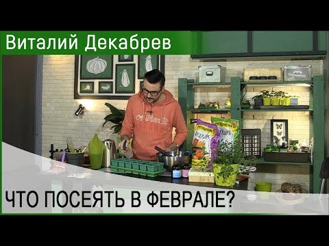 Вопрос: Петрушка Бабушкина грядка . Стоит сеять Особенности сорта Отзывы?