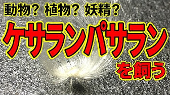 ケサランパサラン Youtube