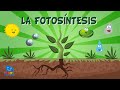 LA FOTOSÍNTESIS | Vídeos Educativos para Niños