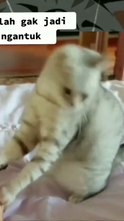 kucing Ngefly...