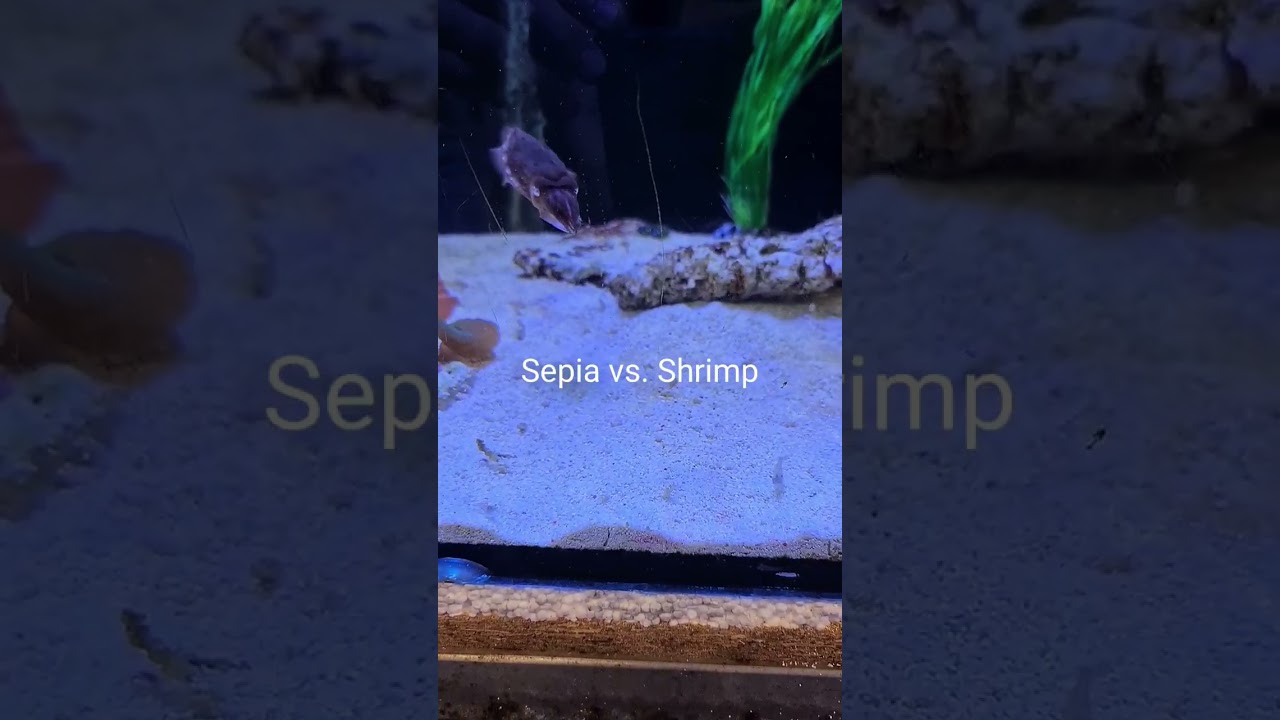 Sepia officinalis / captive bred 