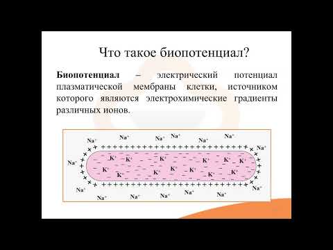 1. Структурно функциональная организация клеток эукариот. Биоэлектрические явления в клетке