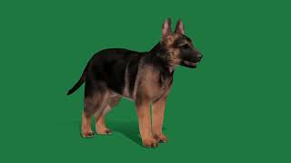 German Shepherd Puppy  Dog Breed