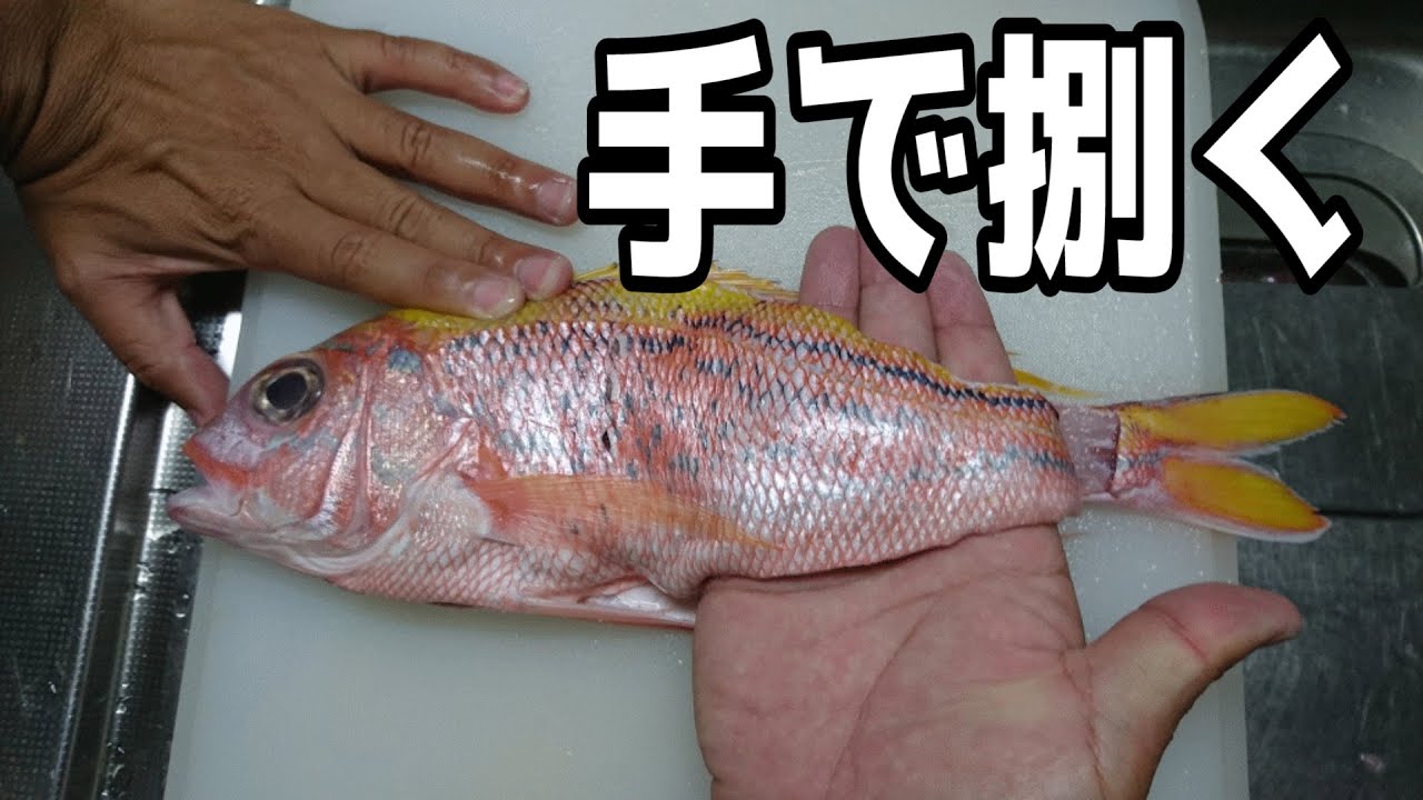 モリで突いた魚を手で捌いてみた - YouTube