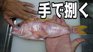 モリで突いた魚を手で捌いてみた