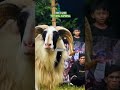 🤯 JANGAN ANGGAP REMEH! FAKTA KAMBING BIKIN KAGET #shortvideo #facts #hewanbesar