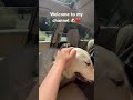 Welcome to my channel 🐶❤️ #dogs #dogshorts #dogsofyoutube #cutedogs #dogowner #fyp