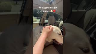 Welcome to my channel 🐶❤️ #dogs #dogshorts #dogsofyoutube #cutedogs #dogowner #fyp