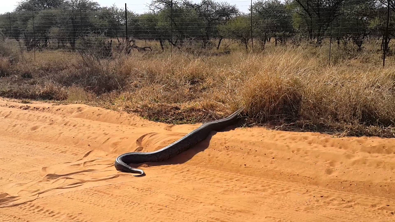 Huge Python seen in Lephalale