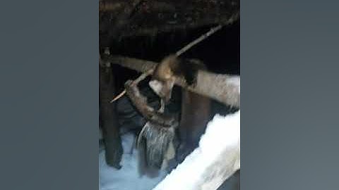 Removing a Marten from a deadfall