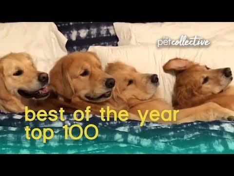 best-pets-of-the-year-2019-(top-100)-|-the-pet-collective