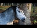 Потомки тарпанов диких лесных лошадей - Тарпановидная лошадь /Дикая лошадь тарпан /Беловежская пуща