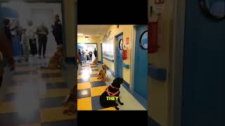 These Dogs are AMAZING ❤️😍 #shorts #usa